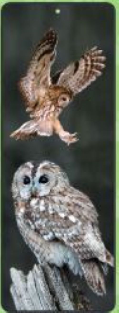 Tawny Owls Lenticular Bookmark Ruler